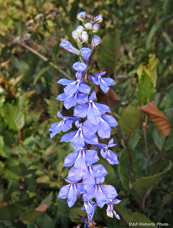 Blue_Lobelia