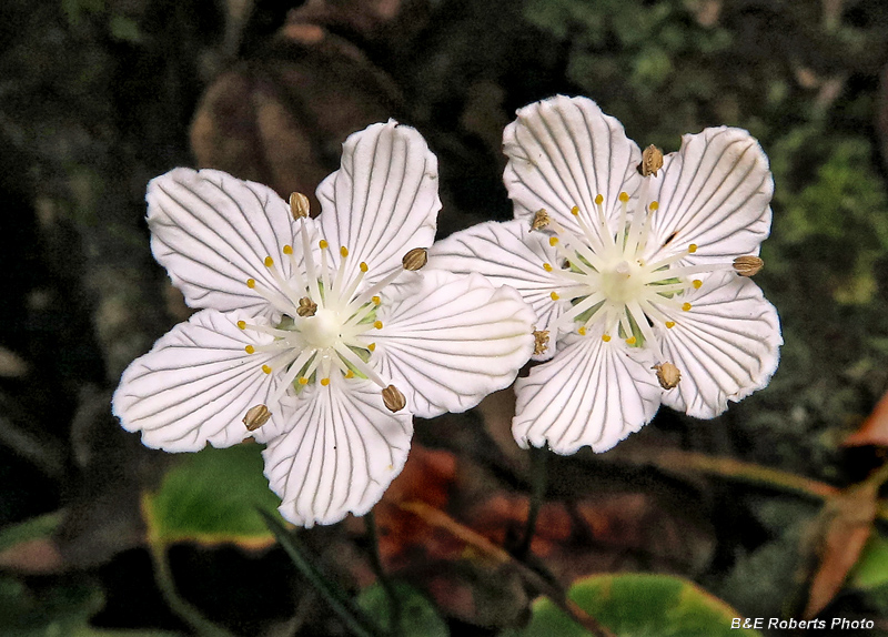 P_asarifolia