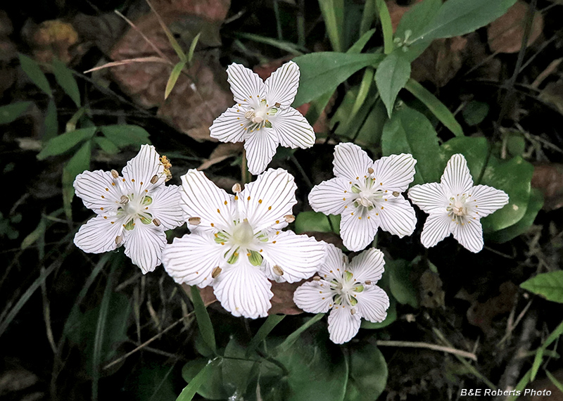 P_asarifolia