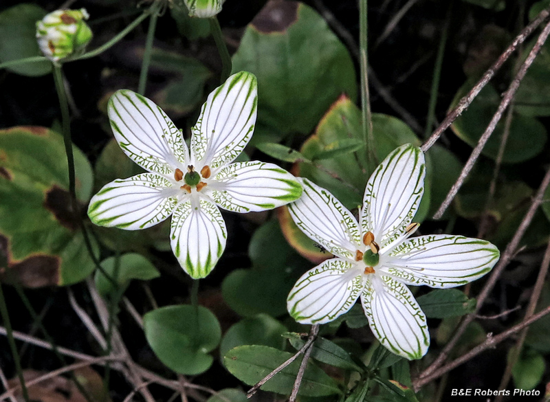 Parnassia_grandifolia