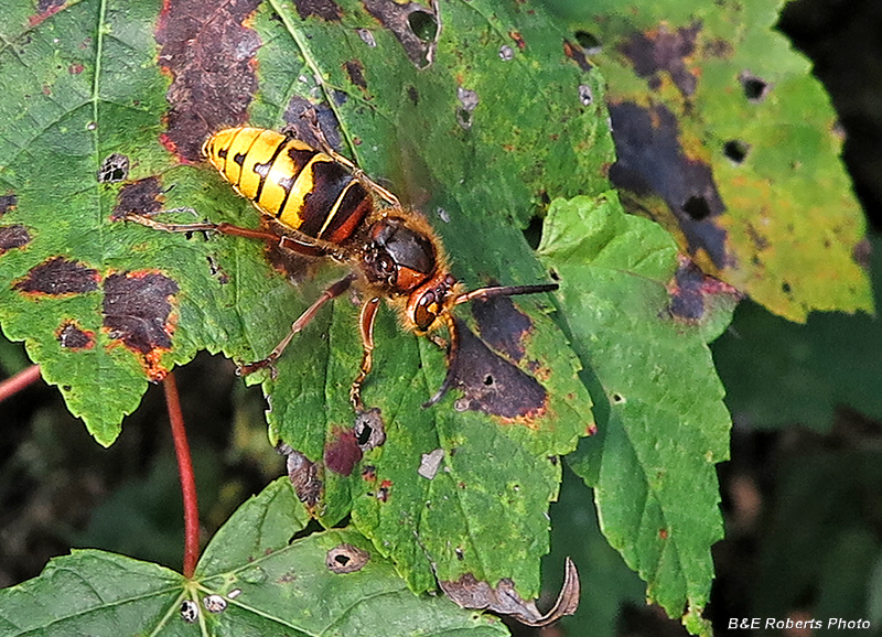 European_Hornet