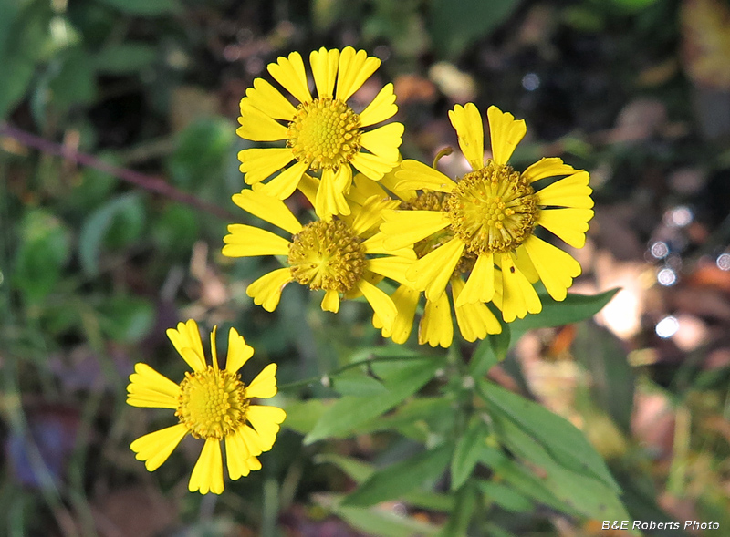 Helenium