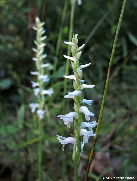 Spiranthes