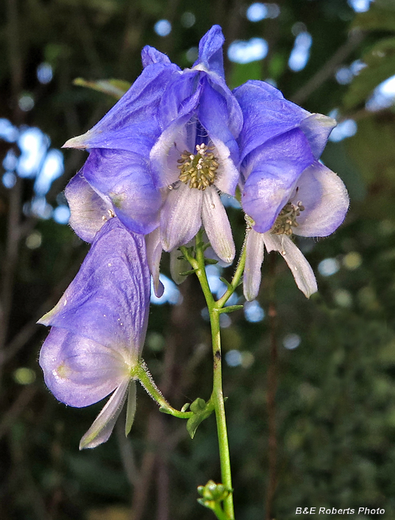 Monkshood