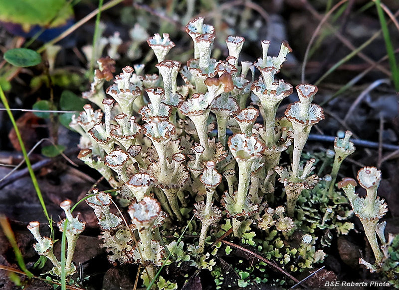 Parnassia_asarifolia