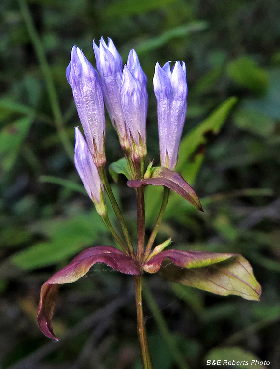 Stiff_Gentians