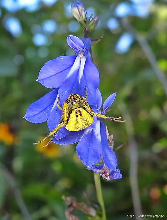 Crab_Spider_in_Lobelia