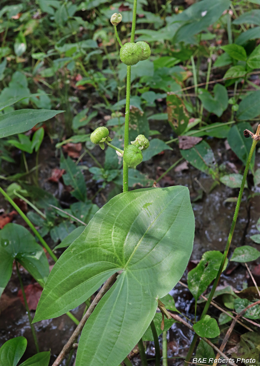 Arrowhead_seed_pods