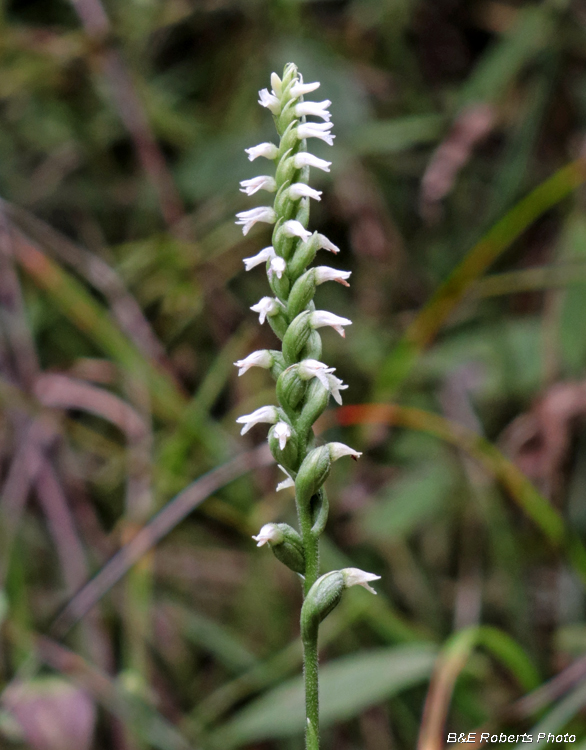 Spiranthes_cernua