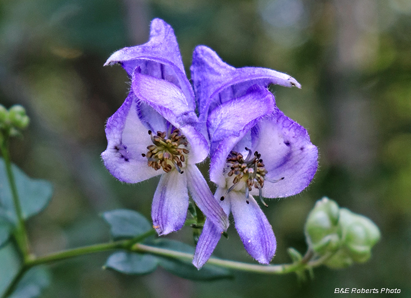 Monkshood