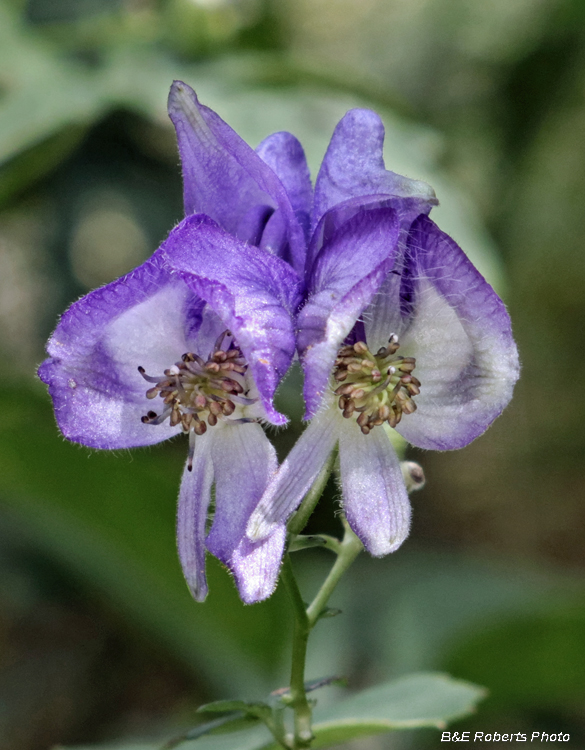 Monkshood