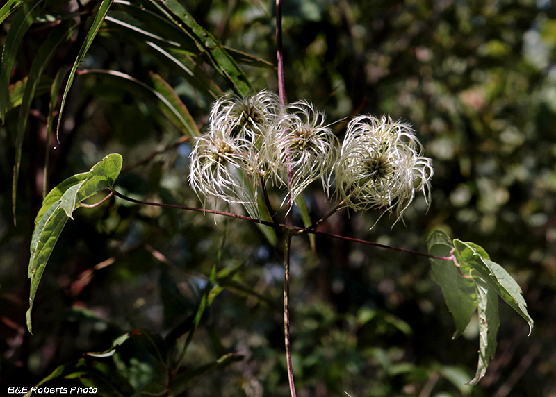 Clematis_viorna_seedhead