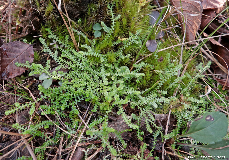 Selaginella