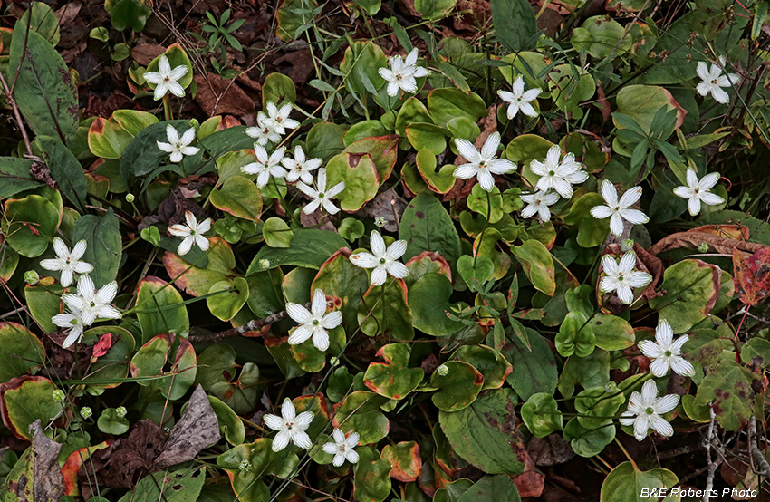 Parnassia_grandifolia