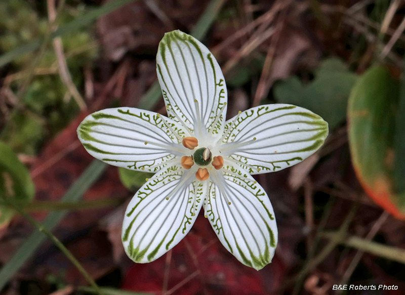 Parnassia_grandifolia