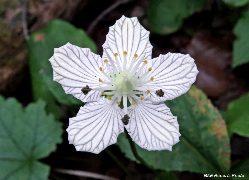 Parnassia_asarifolia