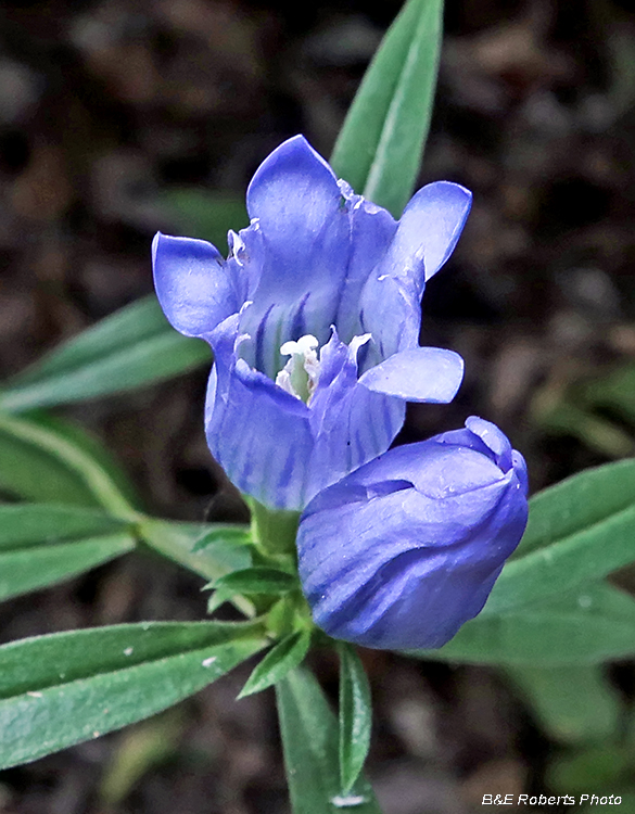 Gentiana_saponaria