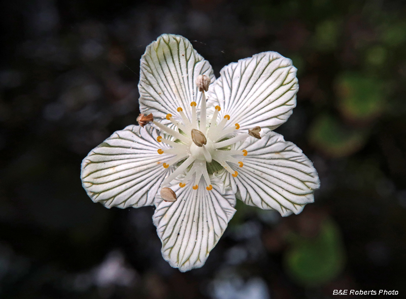 Parnassia_asarifolia