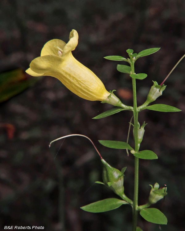 Aureolaria_laevigata