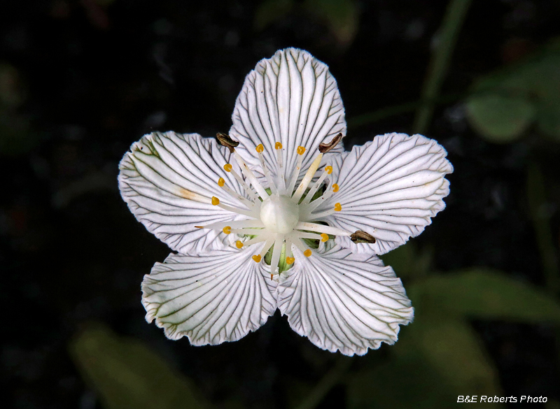 Parnassia_asarifolia