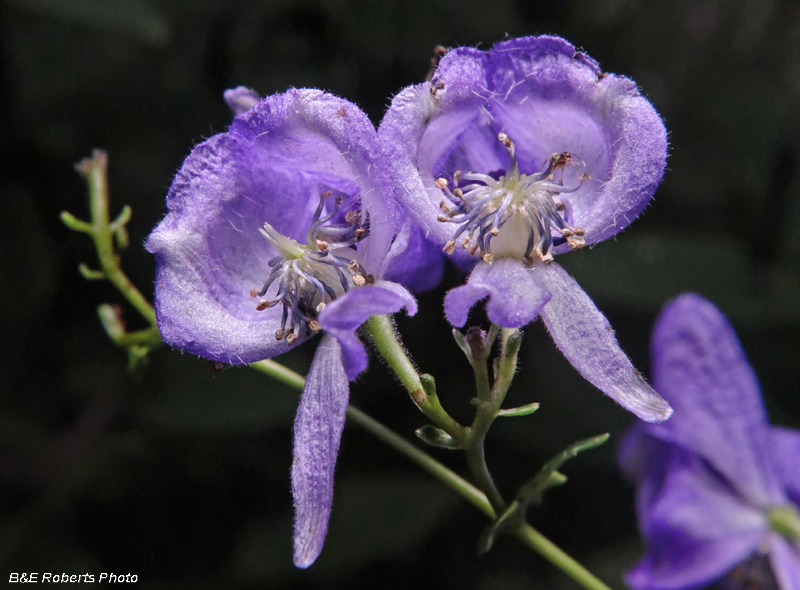 Monkshood