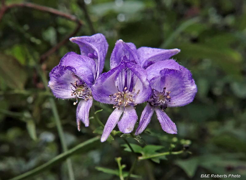 Monkshood