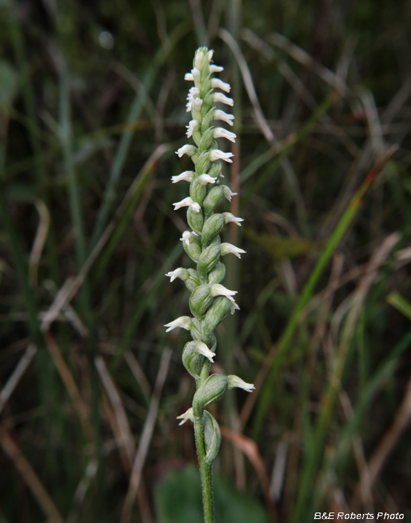 Spiranthes_cernua