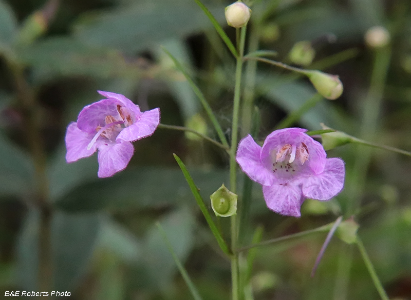 Agalinis_tenuifolia