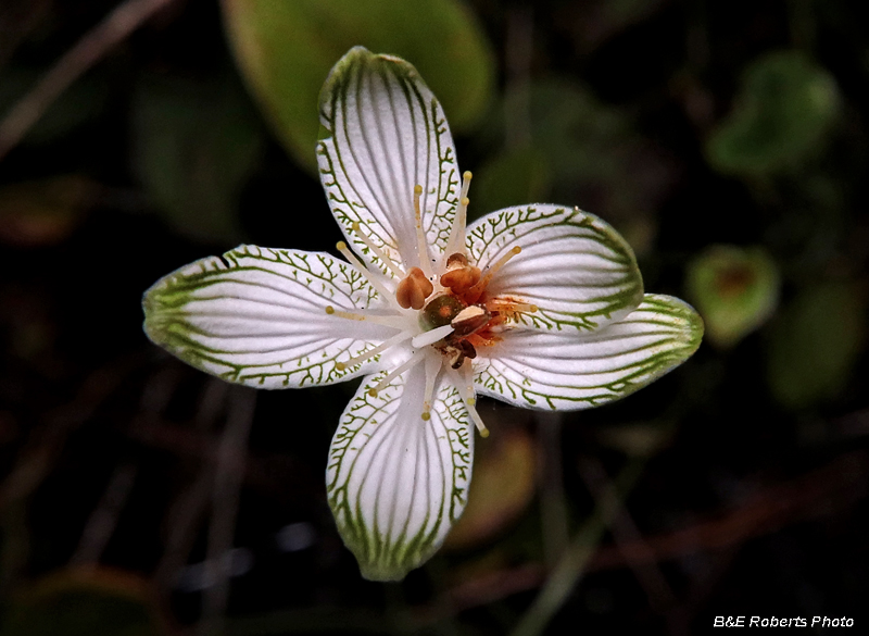 Parnassia_grandifolia