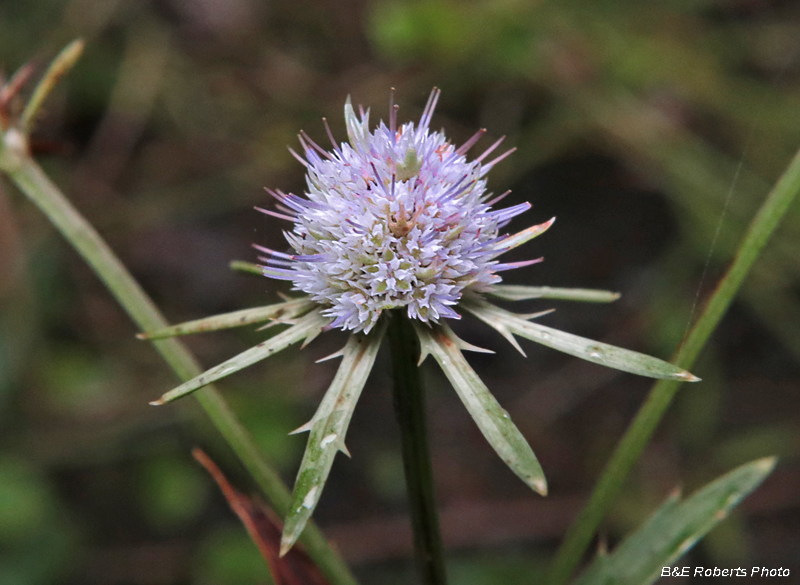 Eryngo