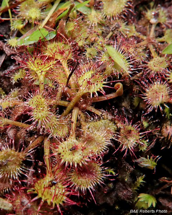 Drosera