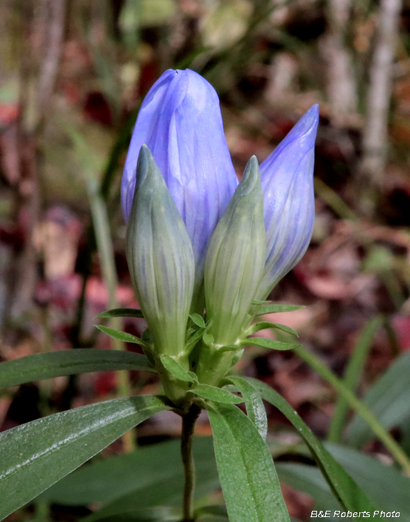 Gentiana_saponaria