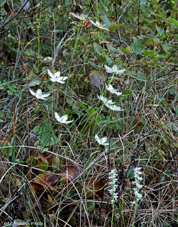 Spiranthes_Parnassia