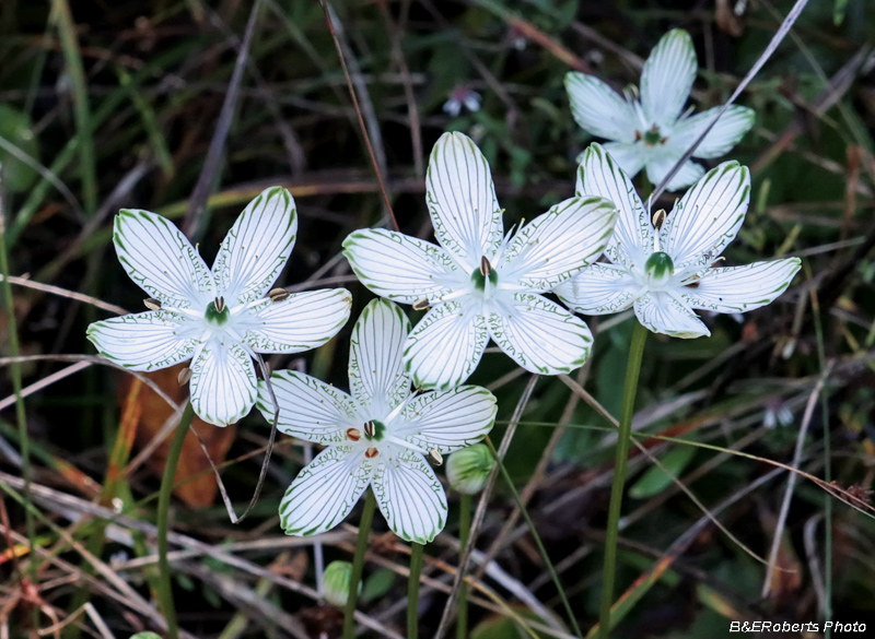 Parnassia_grandifolia_group