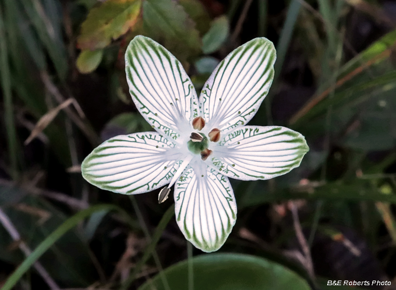 Parnassia_grandifolia