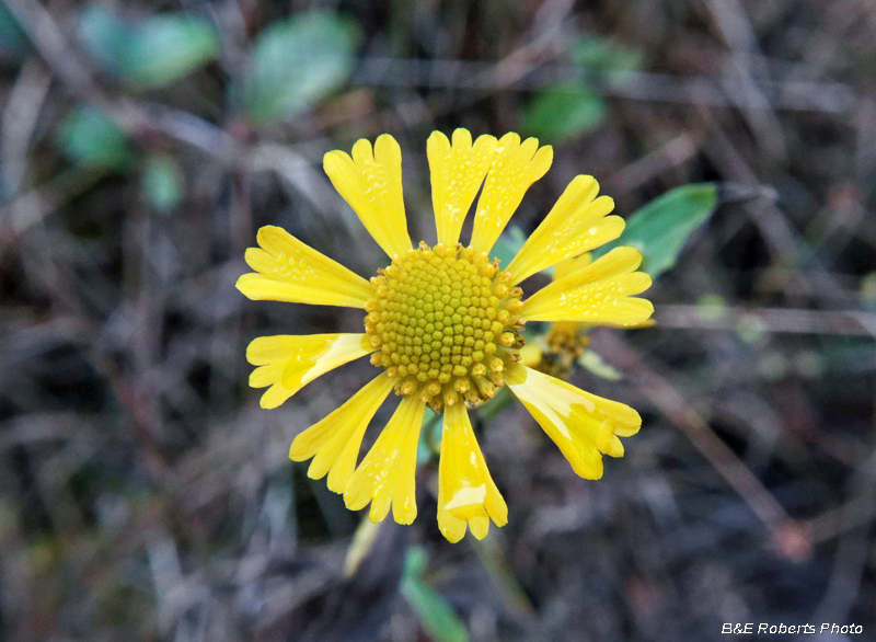 Helenium_Sneezeweed