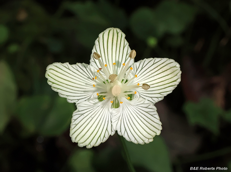 Parnassia_asarifolia