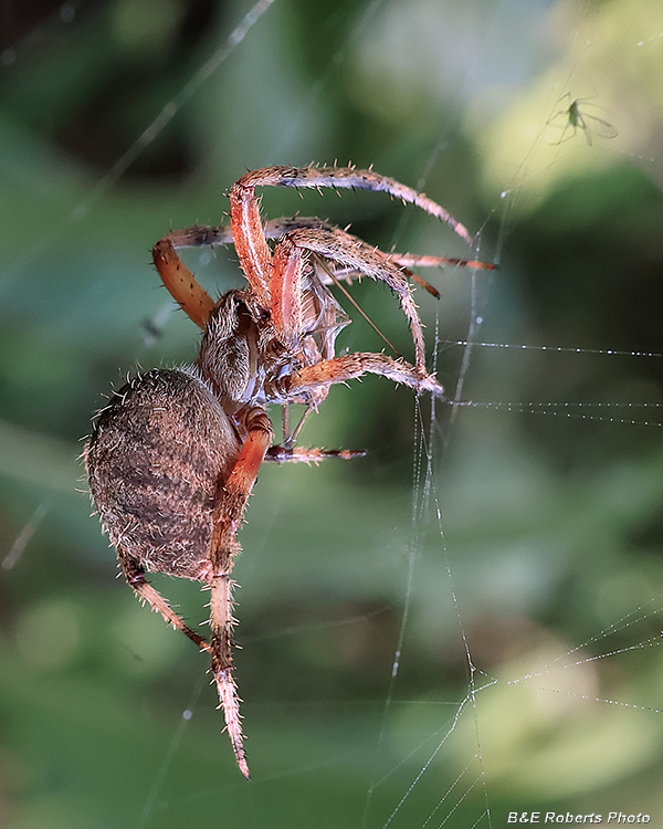 Orbweaver