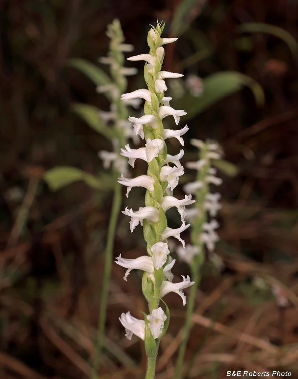 Ladies_Tresses