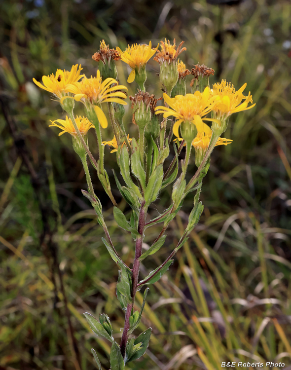 Maryland_Golden_Aster