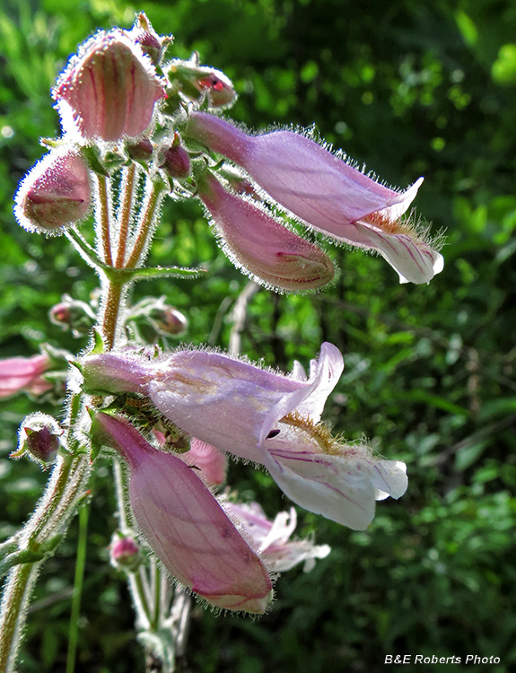 Beardtongue