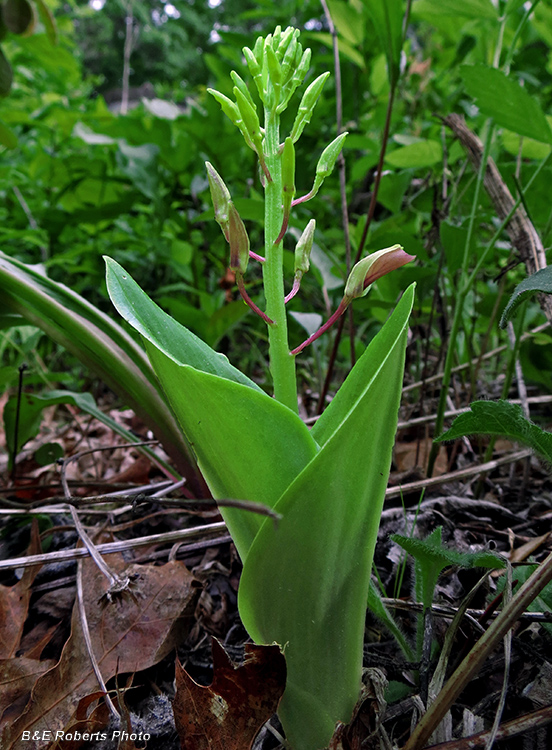 Twayblade_Orchid