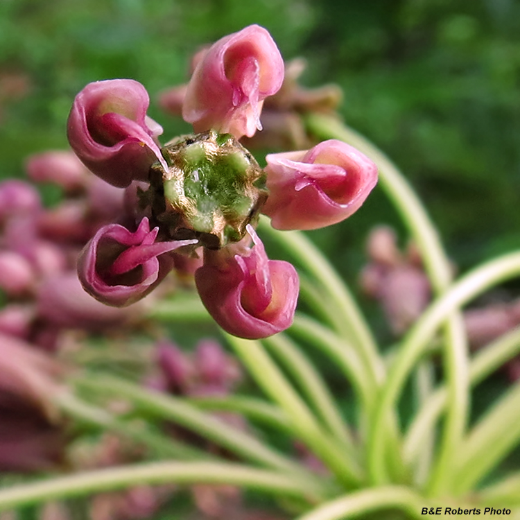 Fritillary-Clasping_Milkweed