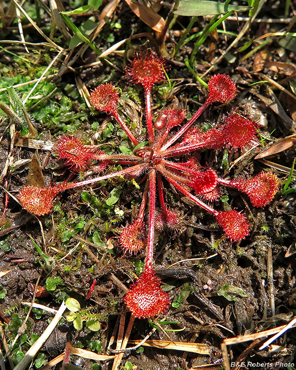 Sundew