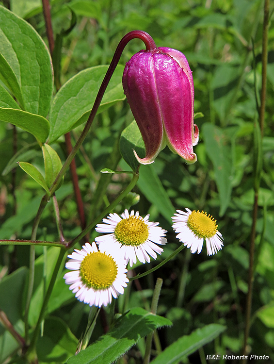 Leatherflower-Mayweed