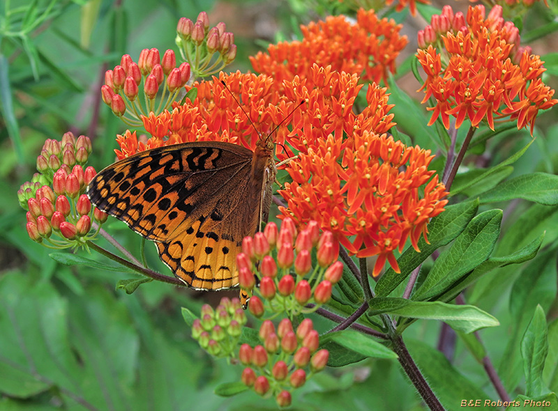 Fritillary_Milkweed