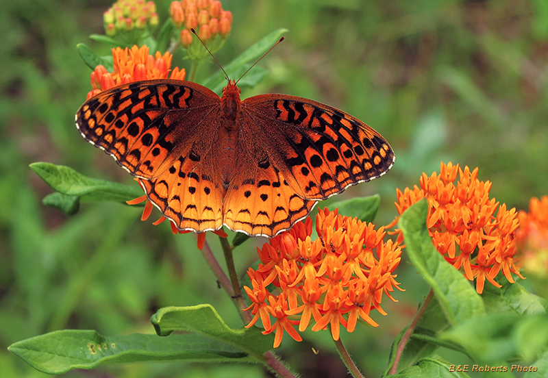 Fritillary_Milkweed