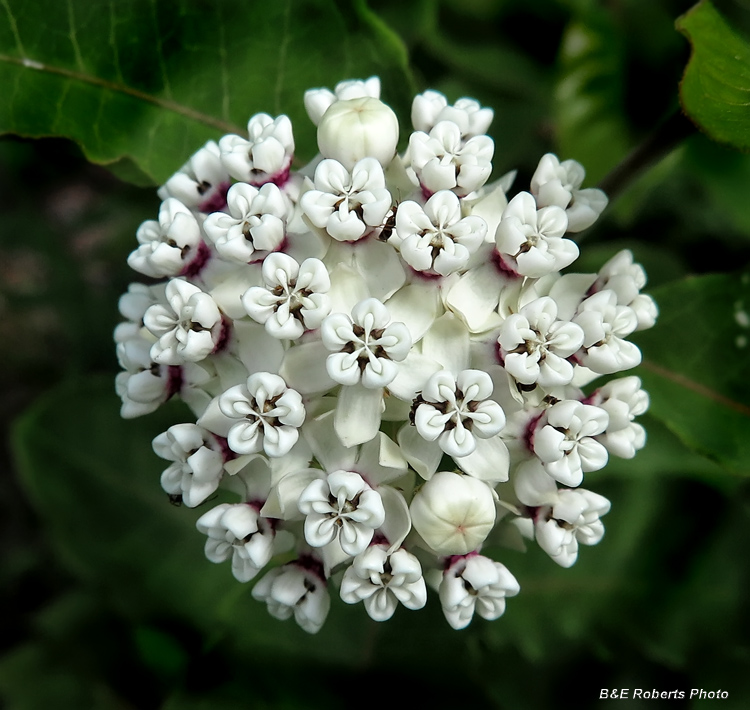 Red-Ring_Milkweed