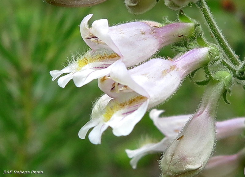 Beardtongue