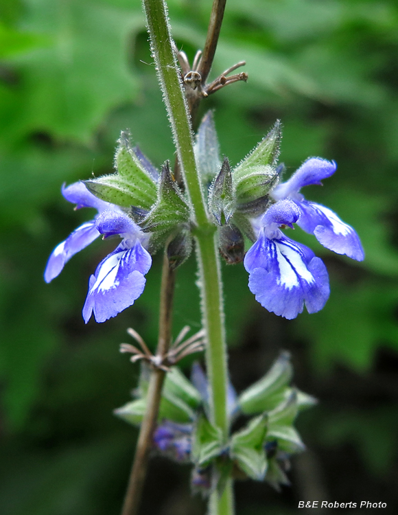 Salvia